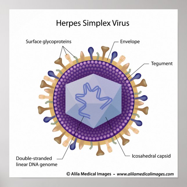Póster diagrama etiquetado por herpesvirus. (Frente)