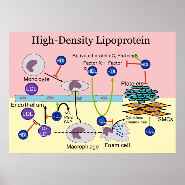 Póster Diagrama HDL de Lipoproteína de Alta Densidad (Frente)
