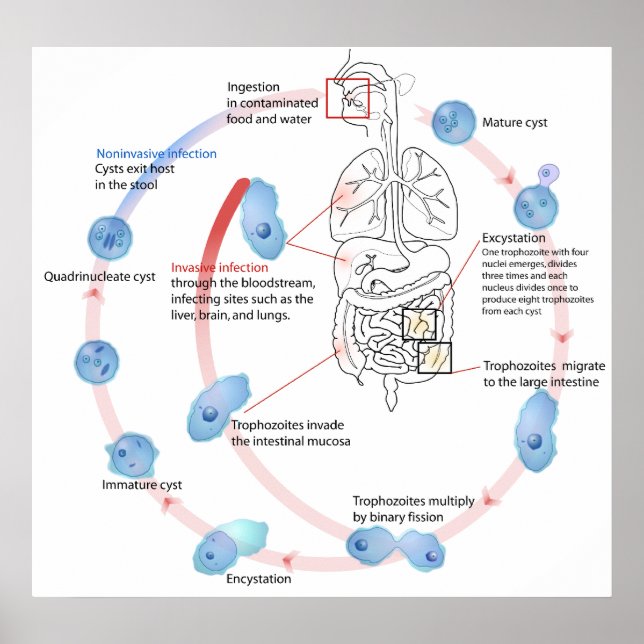 Póster Diagrama histolítico del protozoario parasitario (Frente)