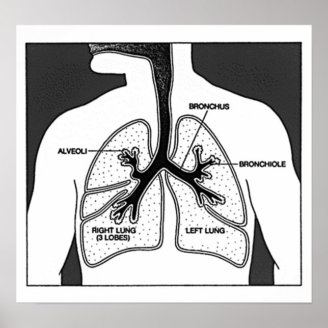 Póster Diagrama médico de pulmones humanos (Frente)