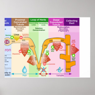 Póster Diagrama molar del transporte de Nephron del riñ