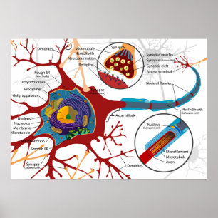 Póster Diagrama Neurona Completa Célula Nerviosa Sistema 