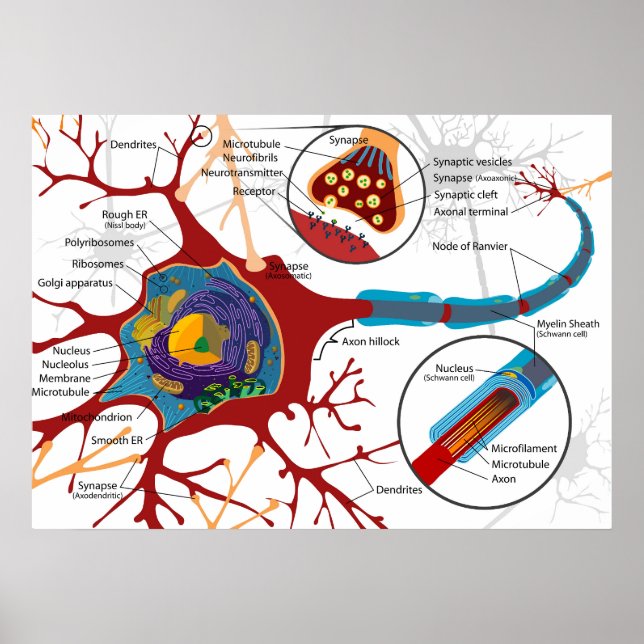 Póster Diagrama Neurona Completa Célula Nerviosa Sistema  (Frente)