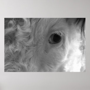 PÓSTER DIANA
