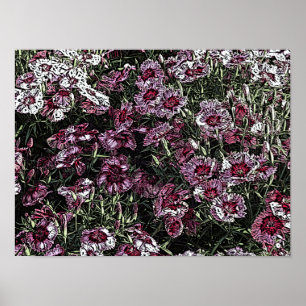 PÓSTER DIANTHUS