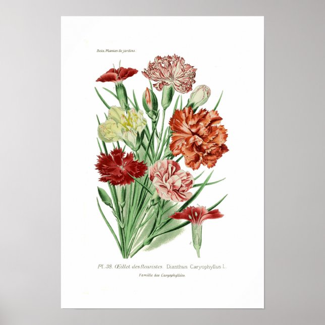 Póster Dianthus caryophyllus (Carnación) (Frente)