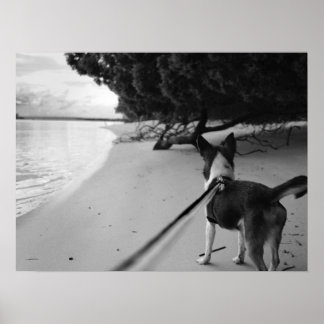 Póster Días de perros