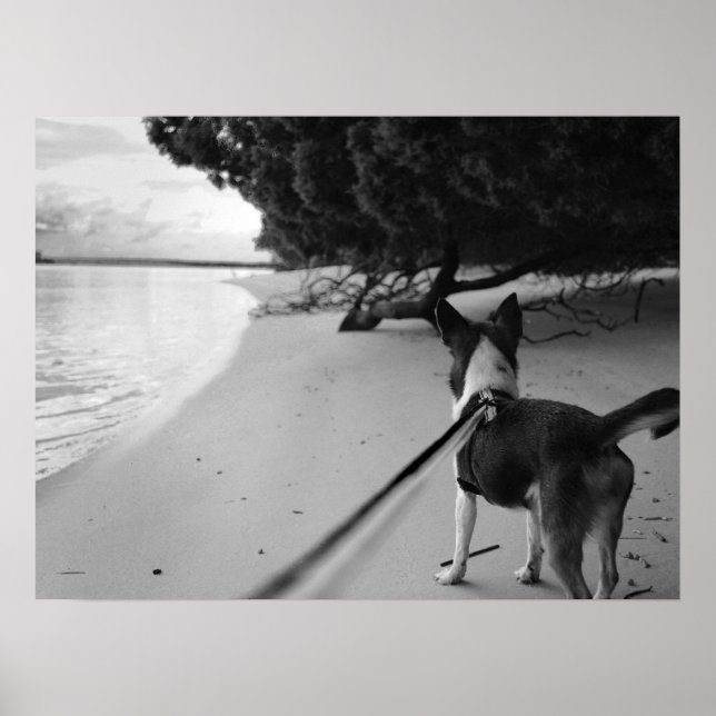 Póster Días de perros (Frente)