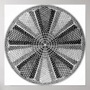 Póster Diatom 13 Ernst Haeckel Bella Artes