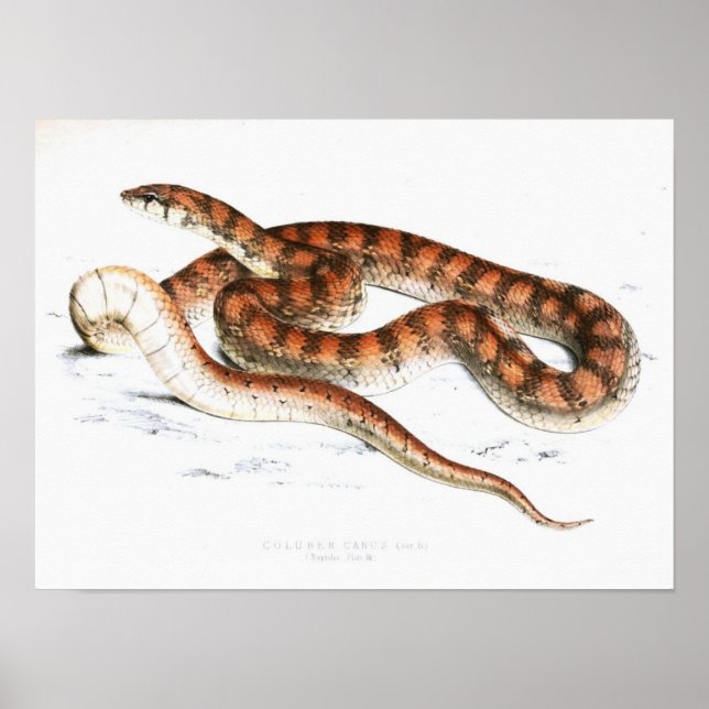 Póster Dibujante de serpiente de época-africano a rayas d (Frente)