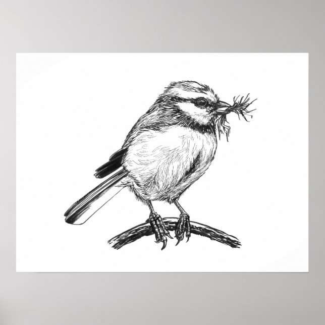 Póster Dibujo a tinta de herrerillo común (Frente)