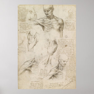 Póster Dibujo anatómico de Leonardo del hombro y del