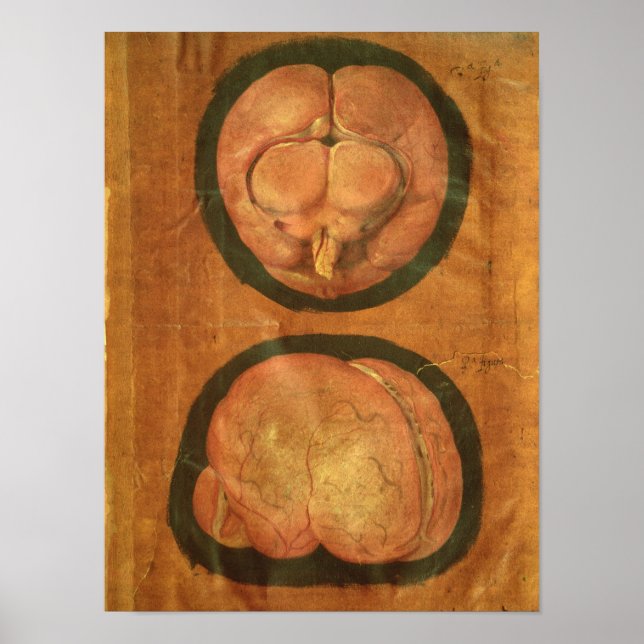 Póster Dibujo anatómico del cerebro humano (Frente)