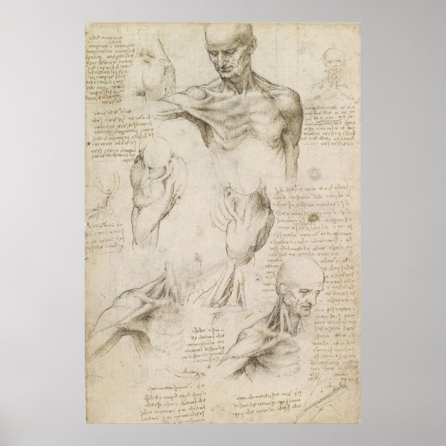 Póster Dibujo anatómico Leonardo de Hombro y Cuello (Frente)