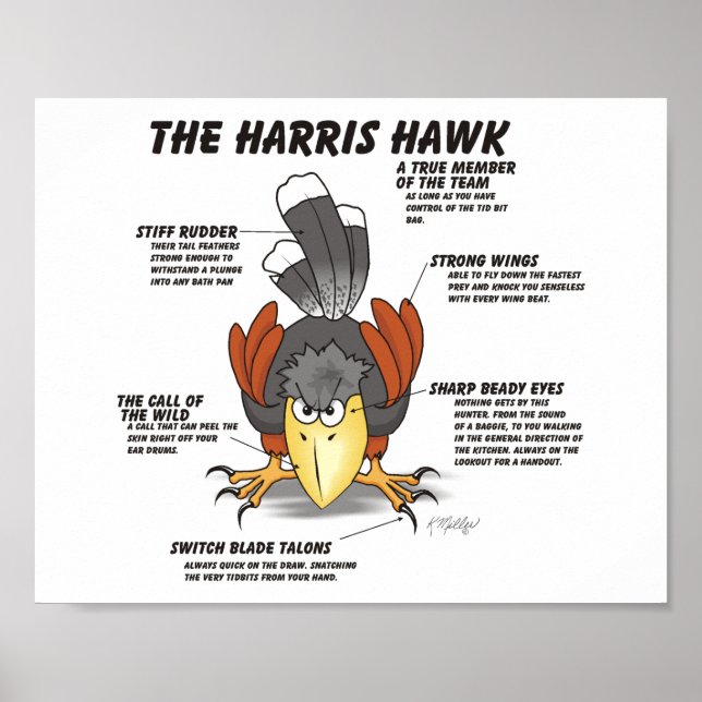 Póster Dibujo animado del halcón de Harris (Frente)