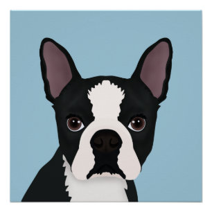Póster dibujo animado del terrier de Boston