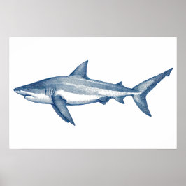 Póster Dibujo antiguo del gran tiburón blanco