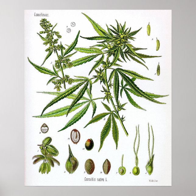 Póster Dibujo botánico de la planta sativa (Frente)