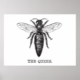 Póster Dibujo clásico del Ilustracion Queen Bee