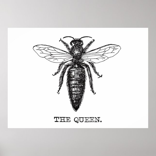 Póster Dibujo clásico del Ilustracion Queen Bee (Frente)