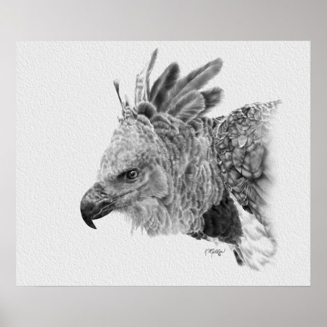 Póster Dibujo de águila arpía (Frente)