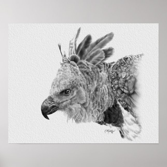 Póster Dibujo de águila arpía (Frente)