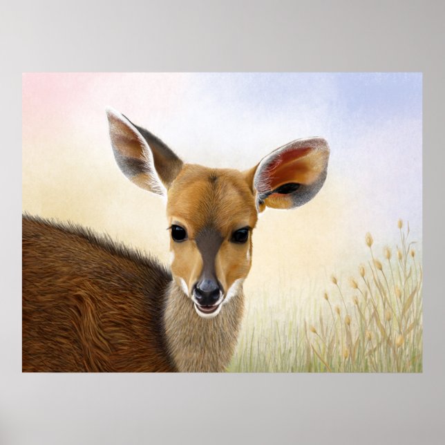 Póster Dibujo de Antelope Bushbuck, joven ciervo africano (Frente)