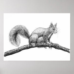 Póster Dibujo de ardillas