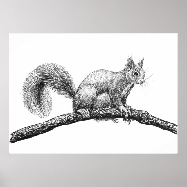 Póster Dibujo de ardillas (Frente)