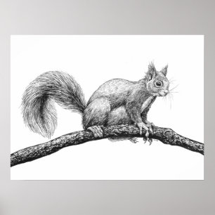 Póster Dibujo de ardillas