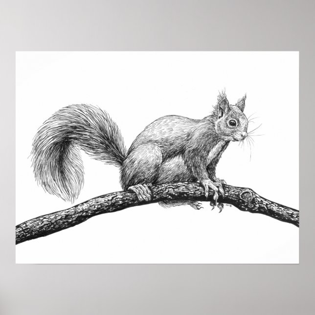 Póster Dibujo de ardillas (Frente)