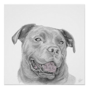 Póster Dibujo de arte de Pitbull American Staffordshire T