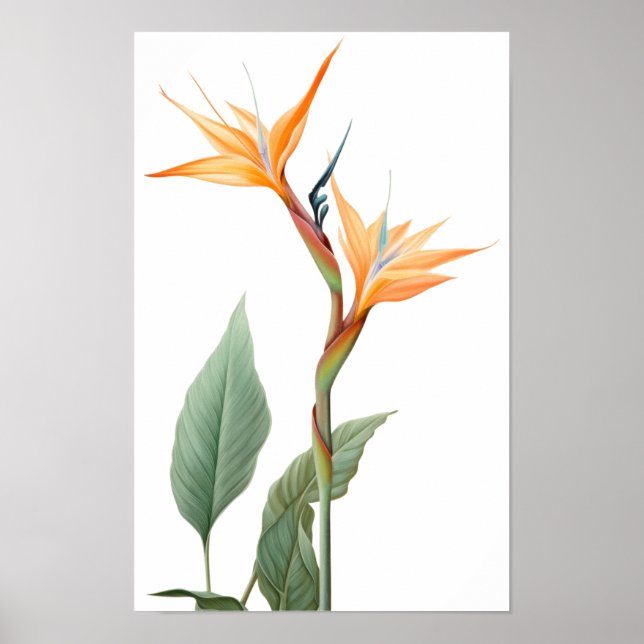 Póster Dibujo de ave del paraíso (flor) (Frente)