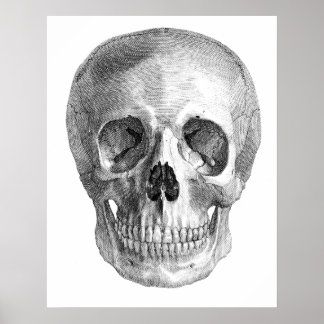 Póster Dibujo de boceto de la anatomía del cráneo humano