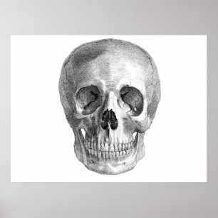 Póster Dibujo de bosquejo humano de la anatomía del