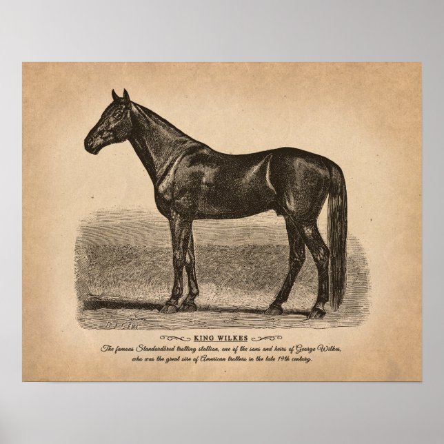 Póster Dibujo de caballos de época. Las razas más famosas (Frente)