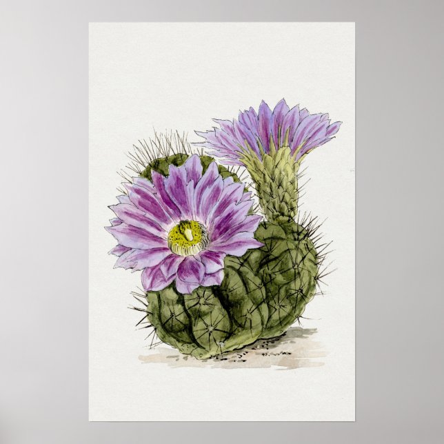 Póster Dibujo de Cactus de flores moradas (Frente)