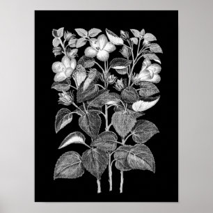 Póster Dibujo de carbón vegetal de flores italianas de Hi
