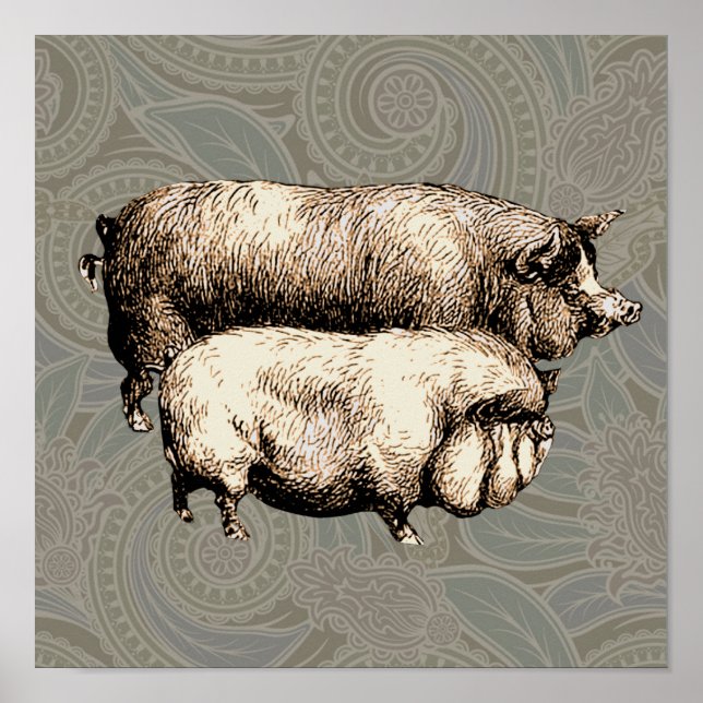 Póster Dibujo de cerdos antiguos (Frente)