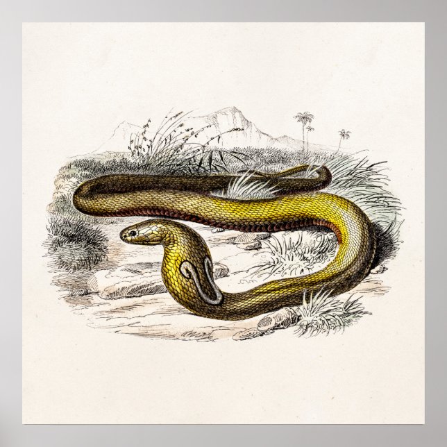 Póster Dibujo de Cobra Snake Retro Cobras de la Vieja del (Frente)