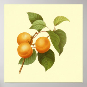 Póster Dibujo de color de agua de albaricoques de Naranja