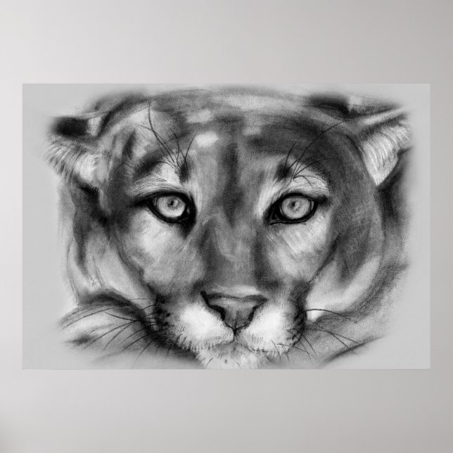 Póster Dibujo de Cougar (Frente)