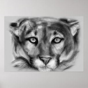 Póster Dibujo de Cougar