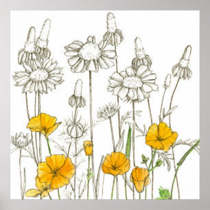 Póster Dibujo de flores silvestres de adormidera de Calif