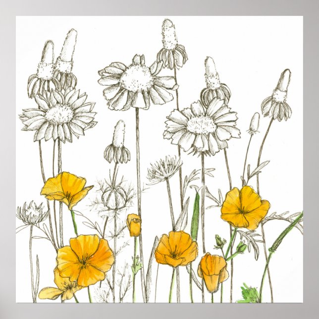 Póster Dibujo de flores silvestres de adormidera de Calif (Frente)