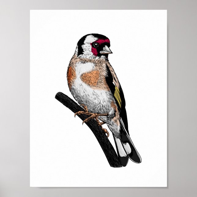 Póster Dibujo de Goldfinch (Frente)