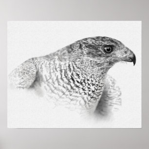 Póster Dibujo de Goshawk