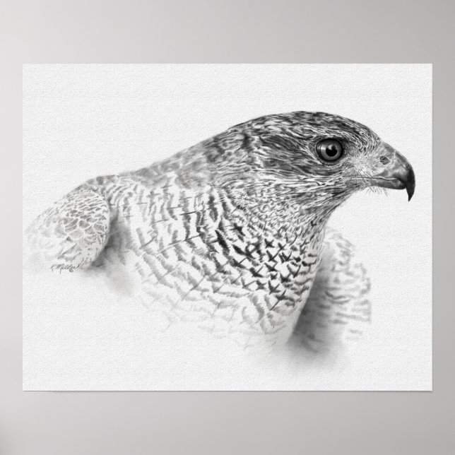 Póster Dibujo de Goshawk (Frente)
