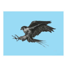 Dibujo de halcón peregrino en lienzo