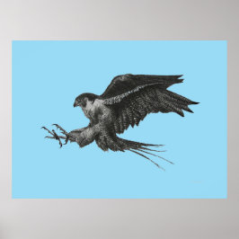 Póster Dibujo de halcón peregrino en lienzo